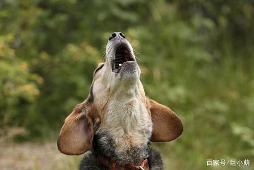 狗为什么会嚎叫,狗为什么会嚎叫的原因,公狗嚎叫的原因？