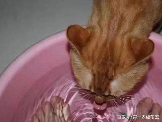 猫咪爱喝洗脚水,猫咪爱喝洗脚水正常吗,猫咪喜欢去厕所喝脏水怎么办？