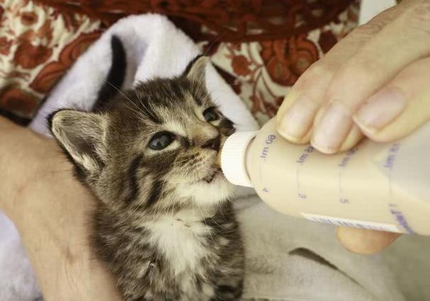 猫咪可以喝婴儿奶粉吗,幼猫能喝牛奶吗,刚出生的小猫可以给它喂婴儿喝的奶粉吗？