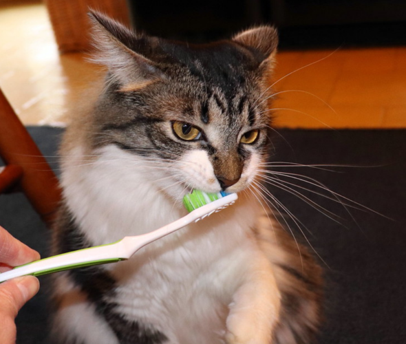 怎样给猫咪刷牙,怎样给猫咪刷牙视频,猫刷牙最好方法？