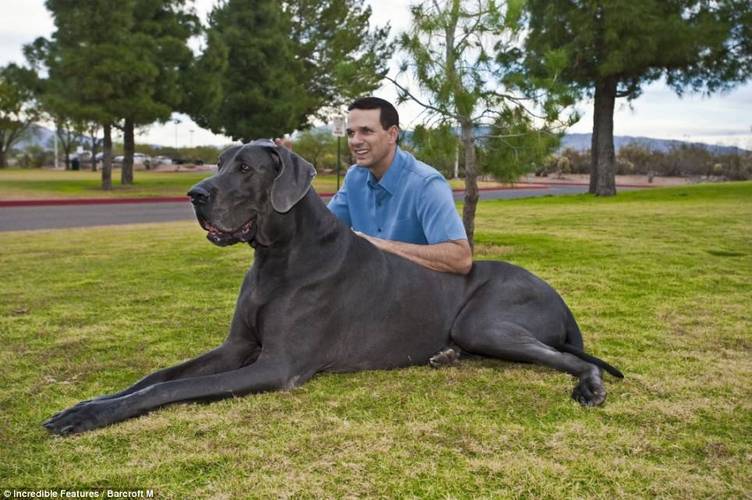 大型犬都有什么,大型犬都有什么品种,2021年国家对大型犬的规定？