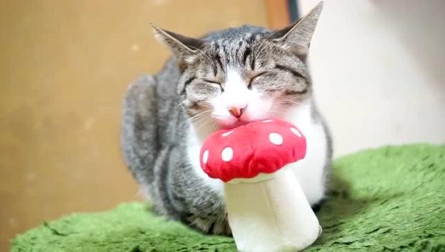 猫咪能吃蘑菇吗,猫咪能吃蘑菇吗,猫可以吃蘑菇吗？