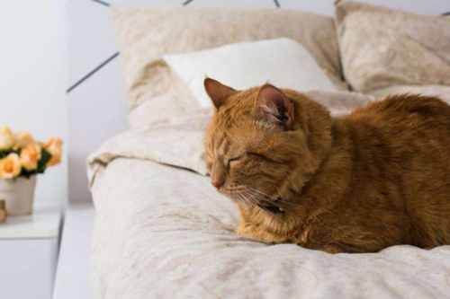 猫为什么喜欢睡床上,猫为什么喜欢睡床位,猫咪喜欢钻被窝睡觉怎么回事？