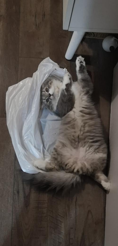 猫咪喜欢吃塑料袋,猫咪喜欢吃塑料袋是什么原因,猫咪舔塑料袋是缺少什么微量元素？