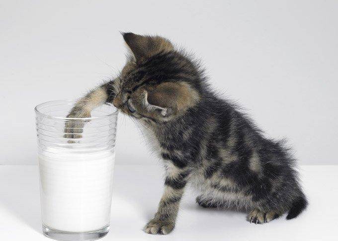 小猫咪可以喝纯牛奶吗,小猫咪可以喝纯牛奶吗?,猫咪可以喝一点纯牛奶吗？