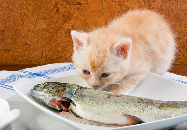 猫吃什么鱼比较好,猫咪十大禁忌食物,适合猫吃的鱼排行榜？