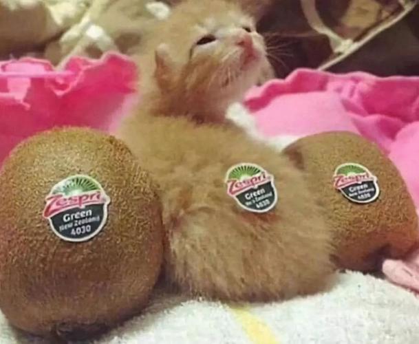 猫咪能吃猕猴桃吗,猫咪能吃猕猴桃吗为什么,猫吃什么水果最营养？