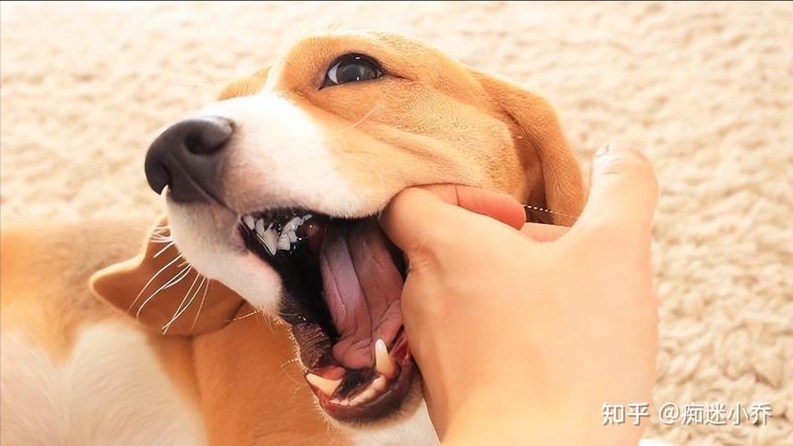 狗狗为什么会咬主人,自己家的狗狗为什么会咬主人,狗狗很凶疯狂咬东西和人正常吗？该怎么管教训练？