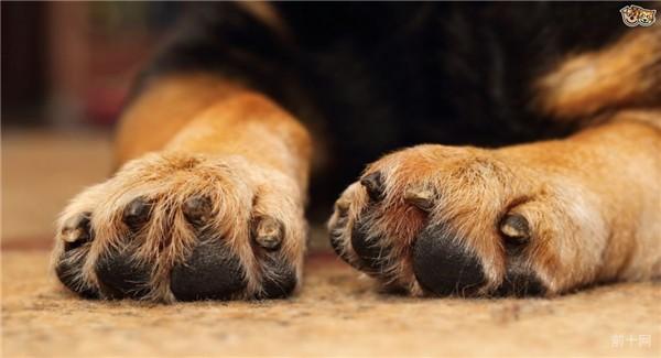 狗爪子像什么,狗爪子像什么图案,关于可爱的小爪子比喻句？