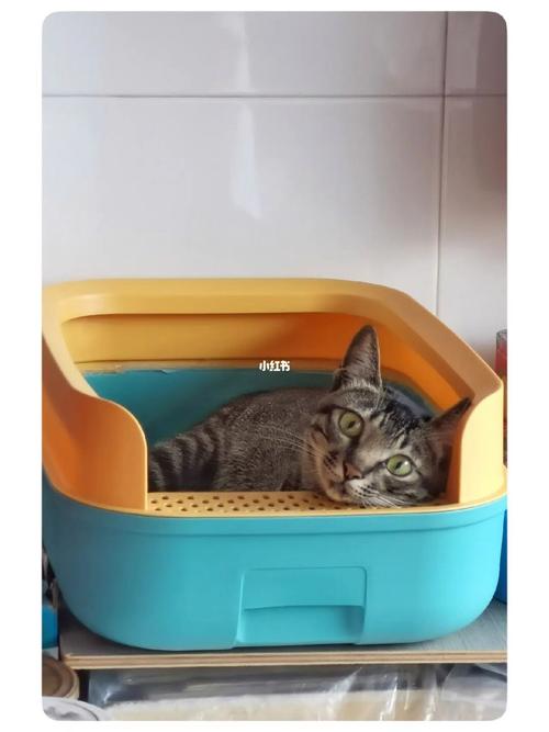猫咪在猫砂盆里睡觉,猫咪在猫砂盆里睡觉正常吗,猫睡猫砂怎么办？