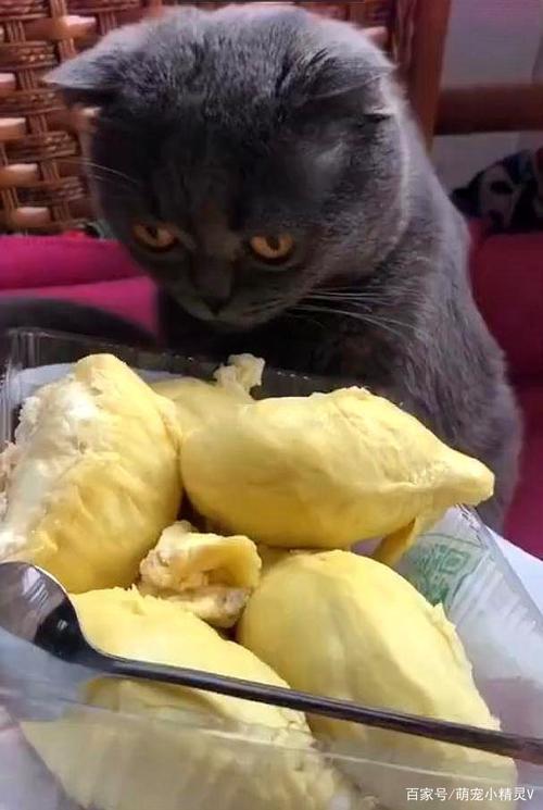 猫咪能吃石榴吗,猫咪能吃石榴吗?,虎斑猫吃石榴吗？