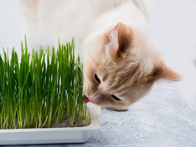 猫咪多大可以吃猫草,猫咪多大可以吃猫草片,幼猫可以吃猫草吗？