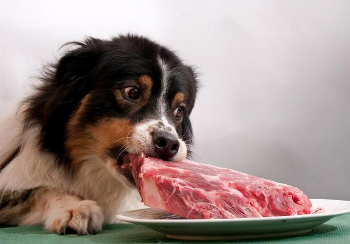 狗吃什么长肉快,狗吃什么长肉快一点,怎样让狗狗快速长胖？