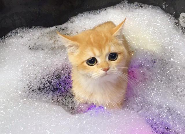 幼猫什么时候洗澡,幼猫什么时候洗澡最好,幼猫洗澡多久一次？