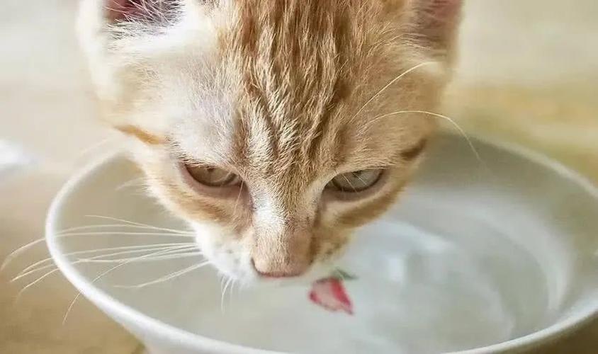 猫咪脱水的症状,猫咪脱水的症状表现,一个月的小猫脱水怎么办？