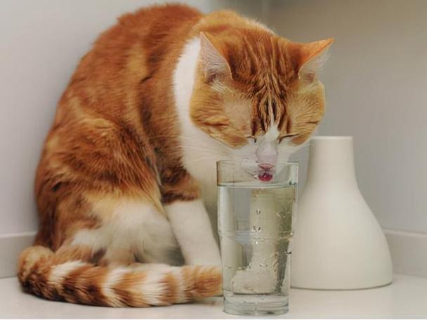 猫咪可以喝冰水吗,夏天猫咪可以喝冰水吗,猫夏天能喝冰水吗？