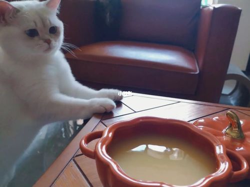 猫咪能喝绿豆汤吗,猫咪能喝绿豆汤吗甜的,猫咪能喝绿豆汤吗，有没有问题？
