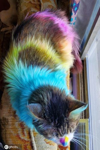 猫咪可以染色吗,猫咪可以染色吗,猫可以染毛吗？