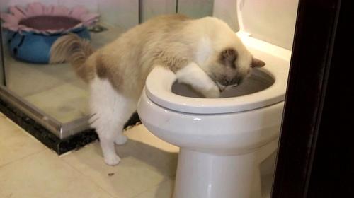 猫咪喜欢喝自来水,猫咪喜欢喝自来水怎么办,为什么有的猫咪喜欢偷偷喝马桶里面的水，应该怎么办？