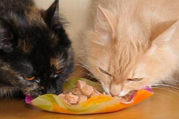 猫咪能吃生鸡肉吗,猫咪能吃生鸡肉吗,猫能吃生猪肝吗？