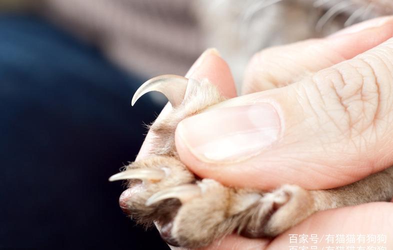 猫咪多大可以剪指甲,猫咪多大可以剪指甲,用什么剪,小猫多大可以剪指甲？
