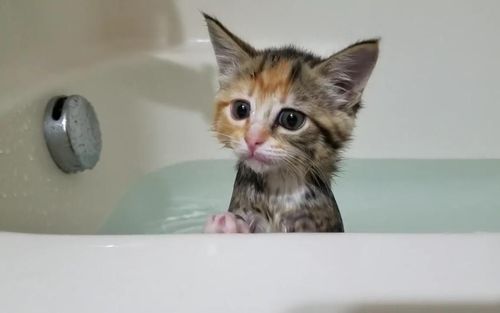 小猫咪多大可以洗澡,小猫咪多大可以洗澡驱虫,多大的猫咪可以洗澡？