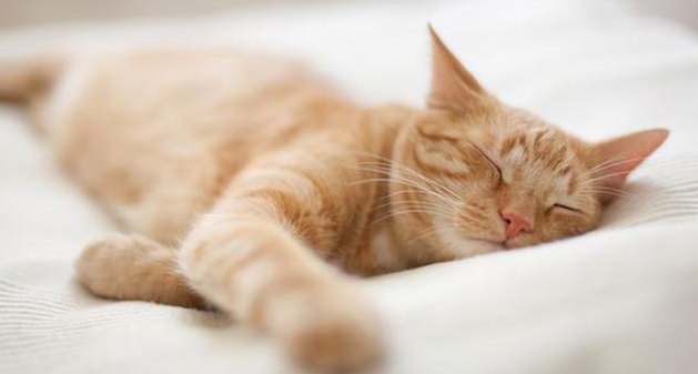 猫咪睡觉时呼吸急促,猫咪睡觉时呼吸急促腹部起伏,小猫咪呼吸很急促是怎么回事呢？