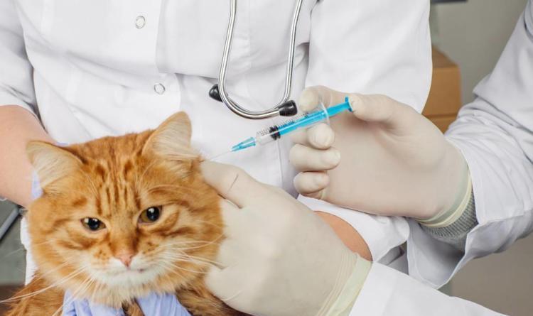 小猫需要打什么疫苗,小猫需要打什么疫苗多少钱,应该给小猫打哪些疫苗？大概的费用是多少？如何纠正它咬人的错误行为？