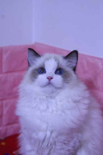 蓝眼睛的猫是什么品种,蓝眼睛的猫是什么品种的猫,蓝色眼睛的猫是什么品种？