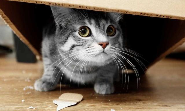 猫害怕什么东西,猫害怕什么东西或是气味?,猫最怕什么气味？