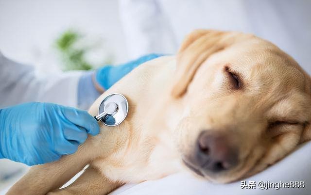 狗狗为什么得细小,狗狗为什么得细小症状,为什么狗狗总是容易得细小病毒？