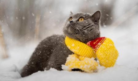 猫咪怕冷的表现,猫咪一般多少度觉得冷,猫咪为什么怕冷？