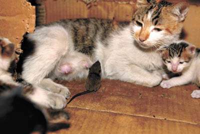 猫什么时候下崽,猫什么时候下崽子,一般猫怀孕几个月生产？