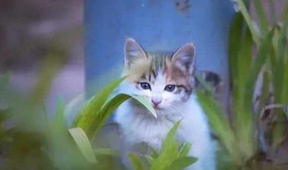 猫咪不能吃的植物,猫咪不能吃的植物有哪些,猫咪吃什么植物会有危险？