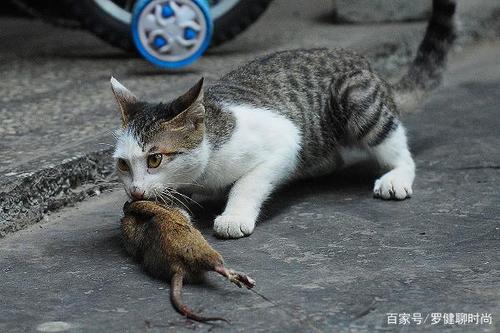 猫为什么喜欢抓老鼠,猫为什么喜欢抓老鼠吃,为什么要教猫抓老鼠？