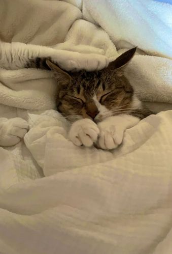 猫咪睡觉需要盖被子吗,猫咪睡觉需要盖被子吗冬天,冬天猫睡觉需要毯子吗？