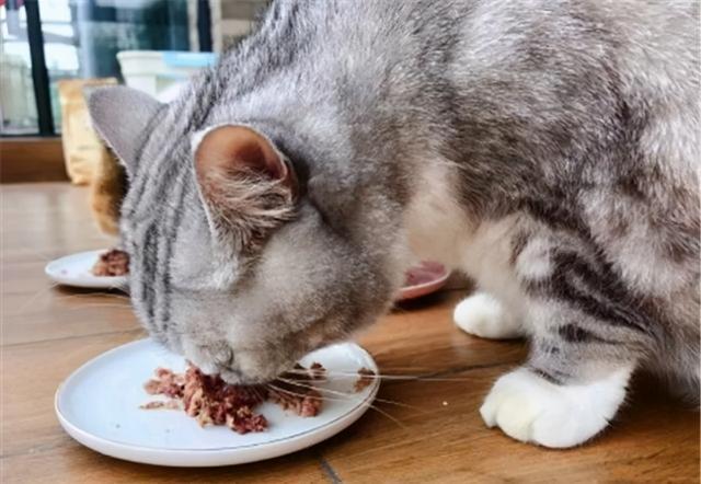 猫都喜欢吃什么,猫都喜欢吃什么食物,猫喜欢吃什么？