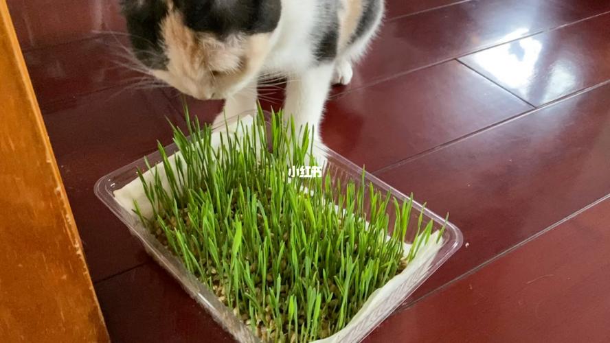 猫咪多大吃猫草,猫咪多大吃猫草片,小猫多大可以玩猫草玩具？