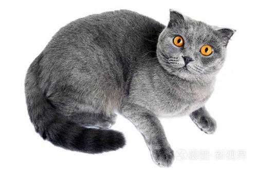 什么品种的猫最可爱,什么品种的猫最可爱?,猫的颜色黑灰色、长毛、体型大、眼睛有神，是什么品种？