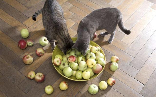 猫咪能吃木瓜吗,猫咪十大禁忌水果,蓝猫可以吃木瓜吗？