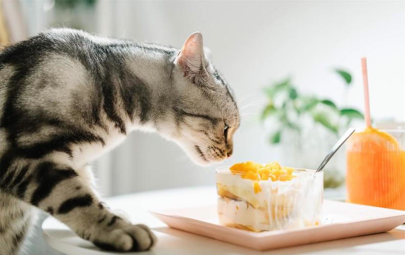 猫咪可以吃甜食吗,猫咪可以吃甜食吗,猫到底能不能吃糖,猫能吃甜食吗？