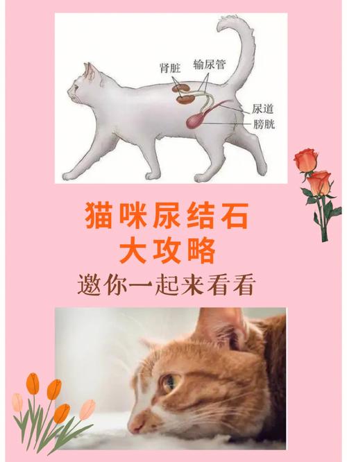 猫咪尿结石的症状,猫咪尿结石的症状有哪些,猫咪尿结石最快的排出方法？