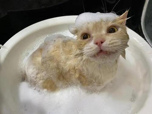 猫咪怀孕能不能洗澡,猫咪怀孕能不能洗澡呢,猫咪怀孕能洗澡吗？