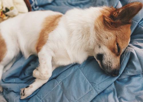 狗狗什么时候睡觉,狗狗什么时候睡觉正常,我家狗狗老爱睡觉，常常一睡就是一下午，请问它是生病了吗？