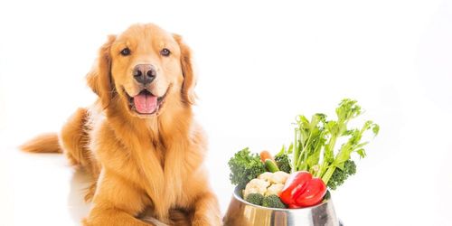 狗可以吃什么菜,狗可以吃什么菜和水果,狗可以吃的蔬菜和水果有哪些？