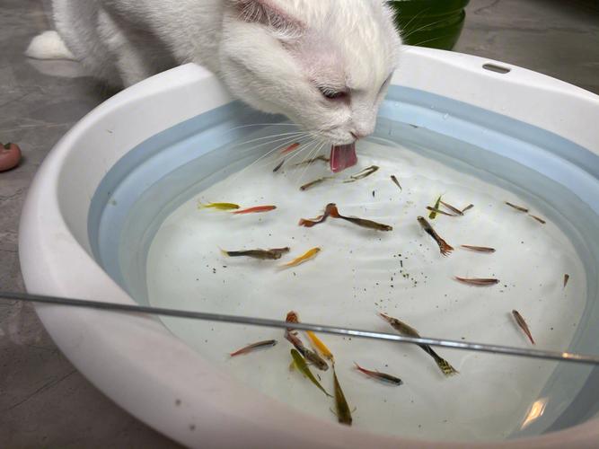 猫咪滴虫会传染人吗,猫咪滴虫会传染人吗会有什么症状,猫喝鱼缸水会感染滴虫吗？