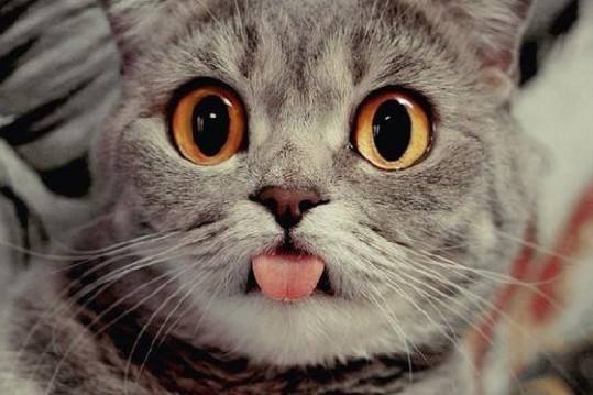 猫咪一直张嘴吐舌头,猫咪一直张嘴吐舌头哈气是怎么了,猫咪嘴一张一合是怎么回事？
