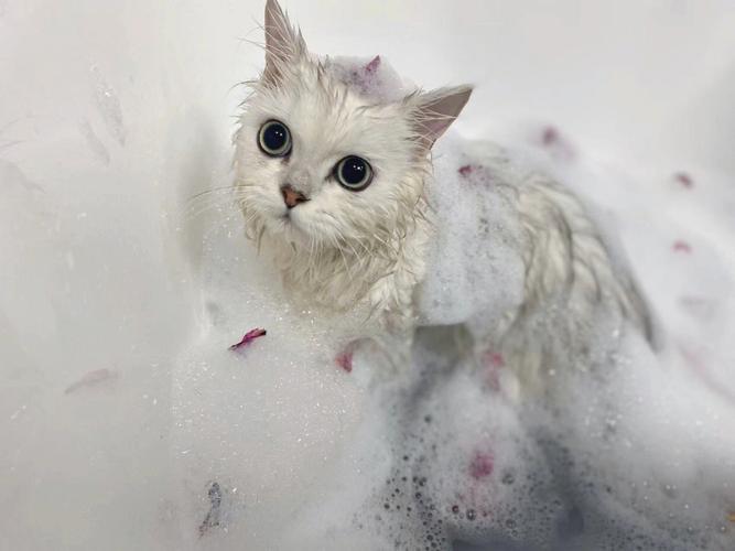 猫咪可以天天洗澡吗,猫咪可以天天洗澡吗?,猫能经常洗澡吗？