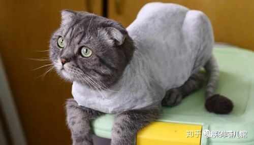 猫咪剃毛的好处,猫咪剃毛的好处和坏处,经常给猫咪梳理毛发对猫咪身体有害吗？