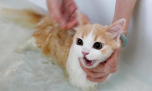 小猫咪几个月可以洗澡,小猫咪几个月可以洗澡?,猫咪多大可以洗澡？